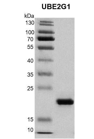 Recombinant UBE2G1 protein