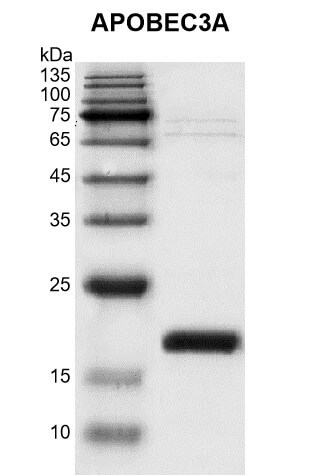 Recombinant APOBEC3A (A3A) protein Recombinant APOBEC3A (A3A) protein