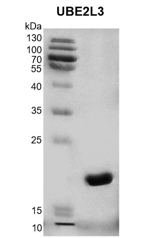 Recombinant UBE213 protein gel.