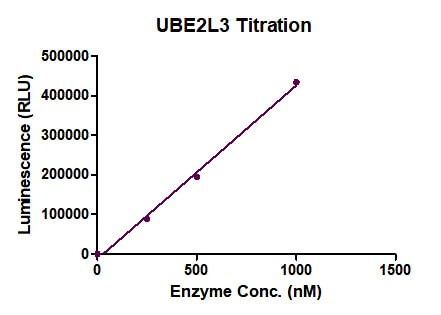 METTL14 activity assay