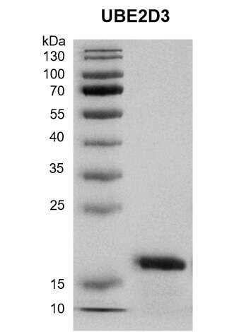 Recombinant UBE2D3 protein gel.