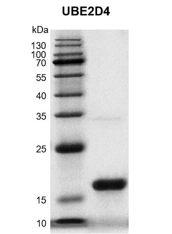 Recombinant UBE2D4 protein gel.