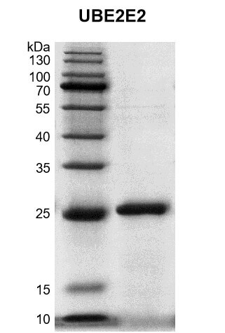 Recombinant UBE2E2 protein gel.