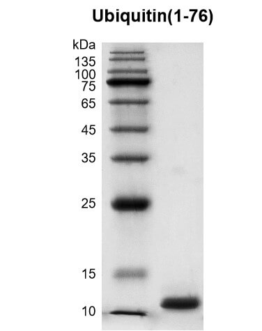 Recombinant Ubiquitin (1-76) protein Coommassie gel