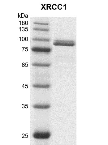 Recombinant XRCC1 protein gel