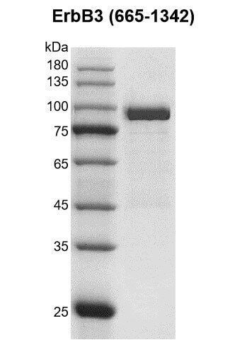 Recombinant ErbB3 / HER3 (665-1342) protein gel