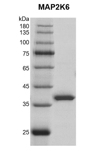 Recombinant MAP2K6 (MEK6) protein Coommassie gel
