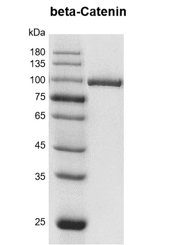 Recombinant beta-Catenin protein Coomassie gel