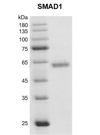 Recombinant SMAD1 protein Coommassie gel