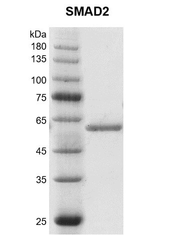 Recombinant SMAD2 protein Coommassie gel