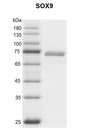 Recombinant SOX9 protein Coomassie gel