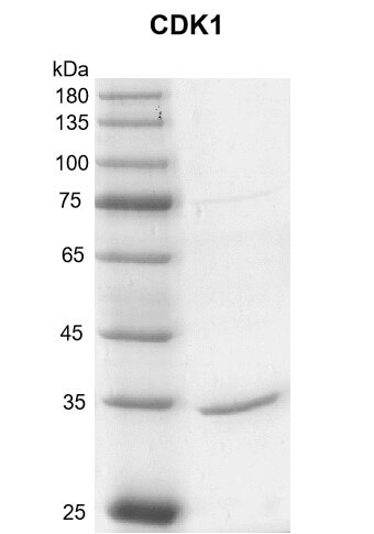 Recombinant CDK1 protein gel