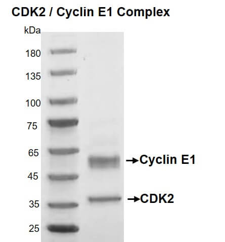 Recombinant CDK2/Cyclin E1 protein gel