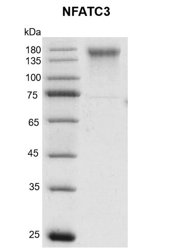Recombinant NFATC3 protein Coomassie gel