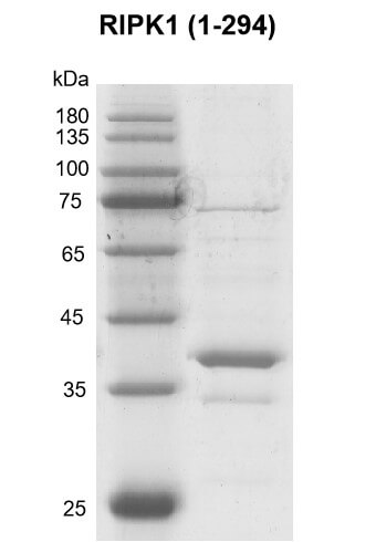 Recombinant RIPK1 (1-294) protein gel