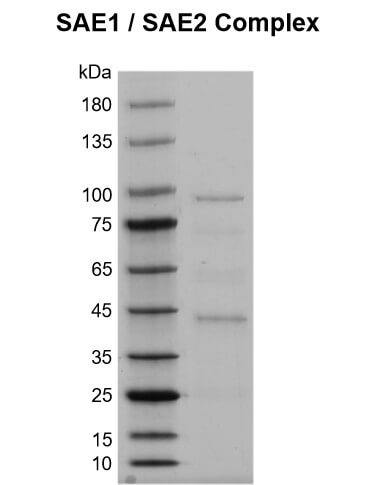 Recombinant SAE1 / SAE2 protein gel