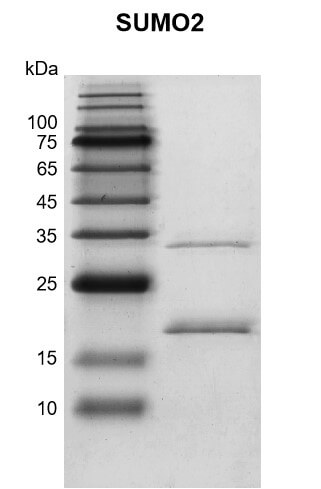 Recombinant SUMO2 protein gel.