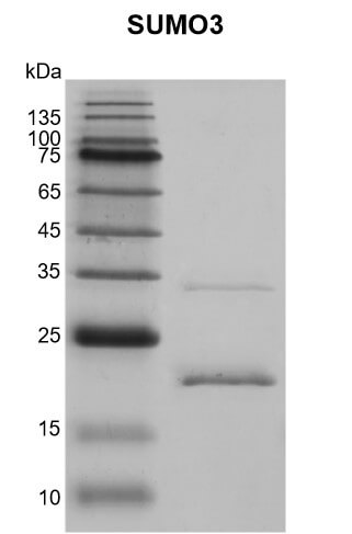 Recombinant SUMO3 protein gel.