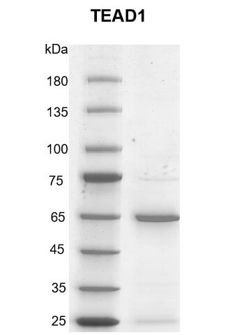 Recombinant TEAD1 protein Coomassie gel