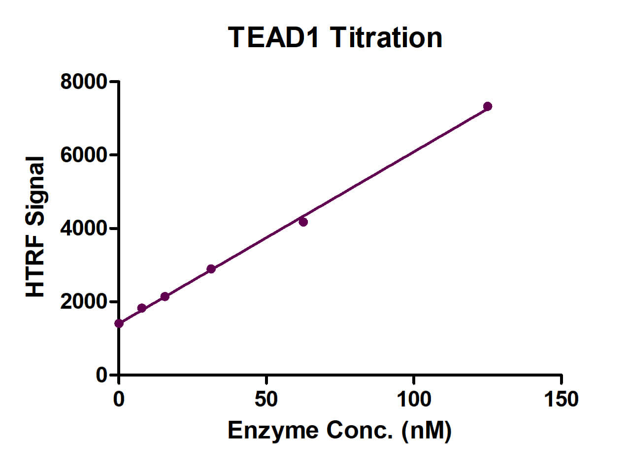 Recombinant TEAD1 protein HTRF activity assay