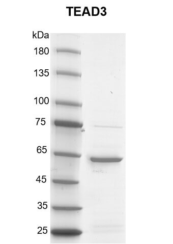 Recombinant TEAD3 protein gel
