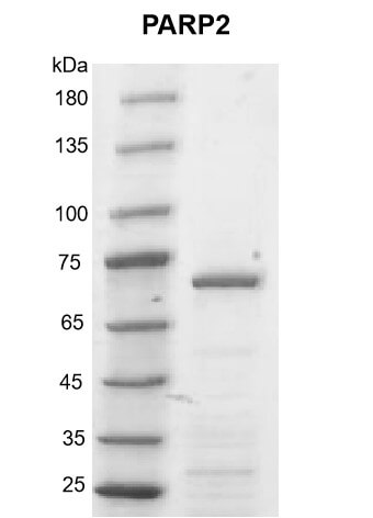Recombinant PARP2 protein gel