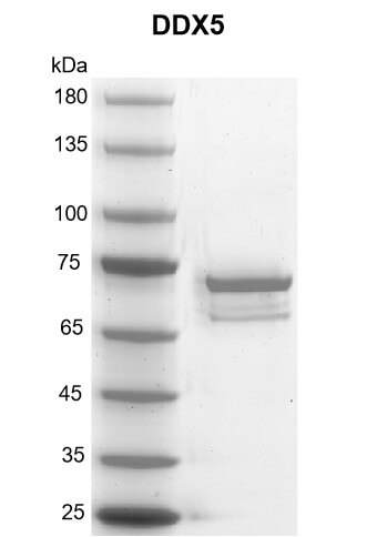 Recombinant DDX5 protein