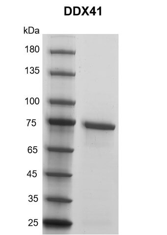 Recombinant DDX41 protein gel