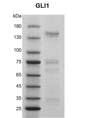 Recombinant GLI1 protein