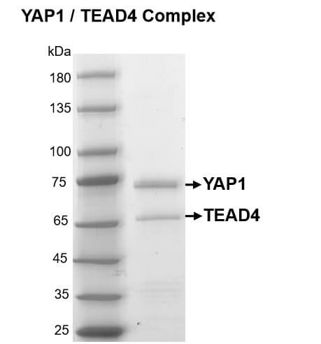 Recombinant YAP1 / TEAD4 protein gel