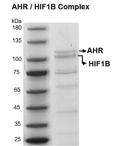 AHR/HIF1B Coomassie gel