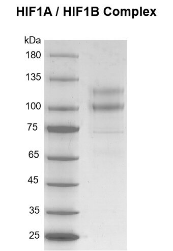 Recombinant HIF1A / HIF1B protein gel