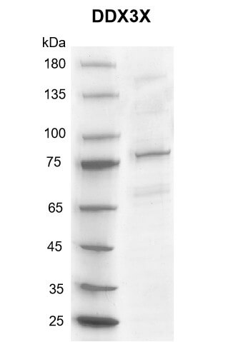 DDX3X Coomassie gel