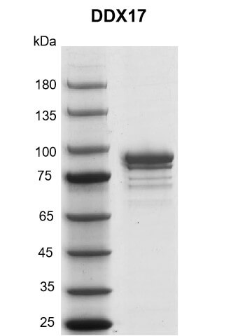 Recombinant DDX17 protein gel
