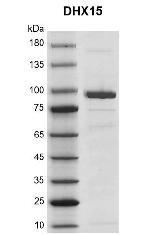 Recombinant DHX15  protein gel
