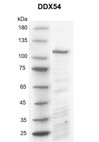DDX54 Coomassie gel