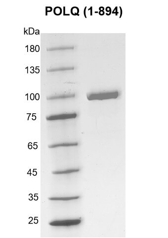 Recombinant POLQ (1-894) protein gel