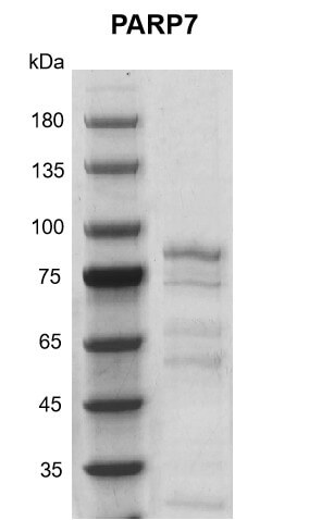 Recombinant PARP7 protein gel.