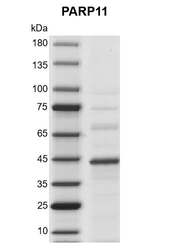 PARP11 Coomassie gel