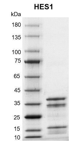 Recombinant HES1 protein gel