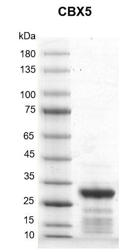 Recombinant CBX5 protein gel