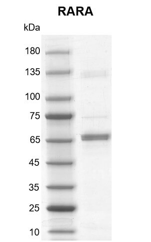 Recombinant RARA protein gel