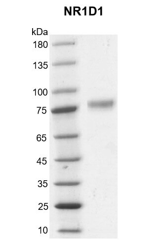 Recombinant NR1D1 protein gel