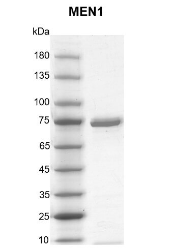 Recombinant MEN1 protein gel