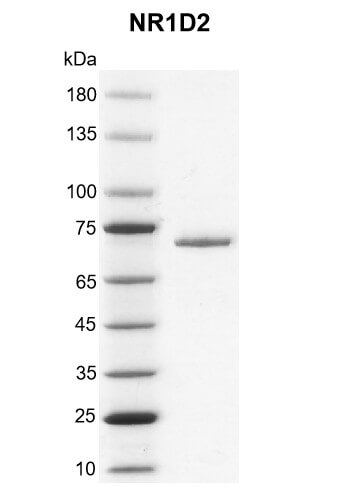 Recombinant NR1D2 protein gel