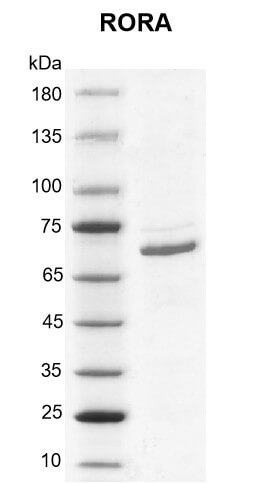 Recombinant RORA protein gel