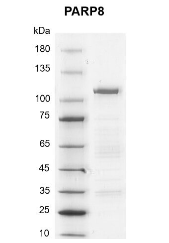 Recombinant PARP8 protein gel