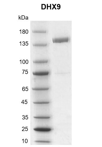 Recombinant DHX9 protein gel