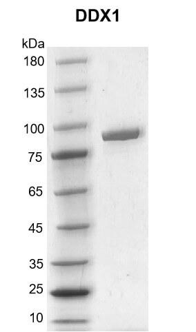 Recombinant DDX1 protein gel