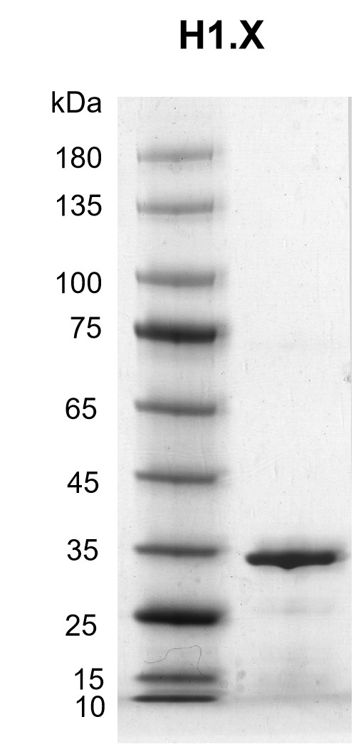 Recombinant H1.X protein gel